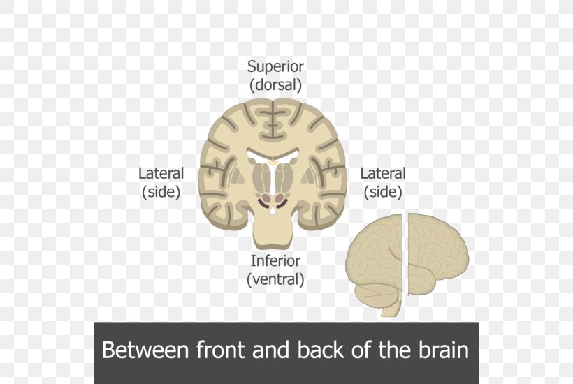 Human Brain Multipolar Neuron Motor Neuron, PNG, 550x550px, Watercolor, Cartoon, Flower, Frame, Heart Download Free