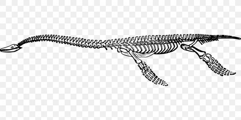 Reptile Plesiosaurus Fossil Extinction, PNG, 1280x640px, Reptile, Black And White, Bone, Dinosaur, Extinction Download Free
