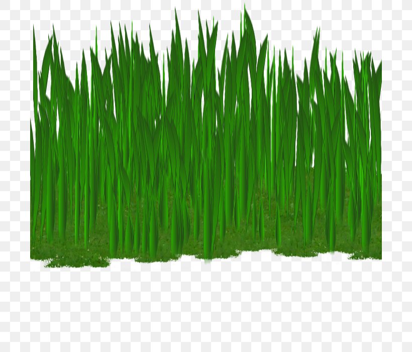 Wheatgrass Commodity Plant Stem, PNG, 700x700px, Wheatgrass, Commodity, Grass, Grass Family, Plant Download Free