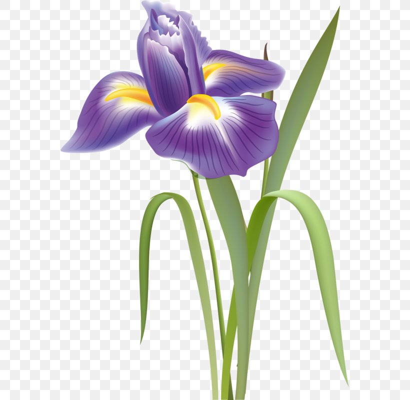 Clip Art Flower Drawing Watercolor Painting Vector Graphics, PNG, 577x800px, Flower, Bearded Iris, Botany, Crocus, Drawing Download Free