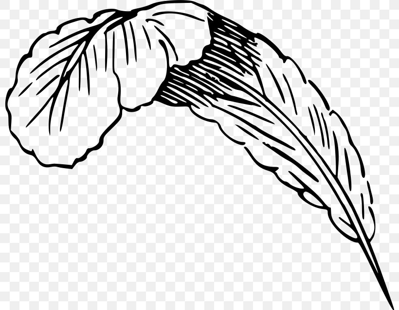 Feather Drawing Clip Art, PNG, 800x638px, Feather, Artwork, Beak, Black, Black And White Download Free