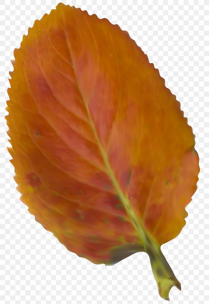 Leaf Clip Art, PNG, 2747x4000px, Leaf, Autumn, Orange, Petal, Portable Document Format Download Free