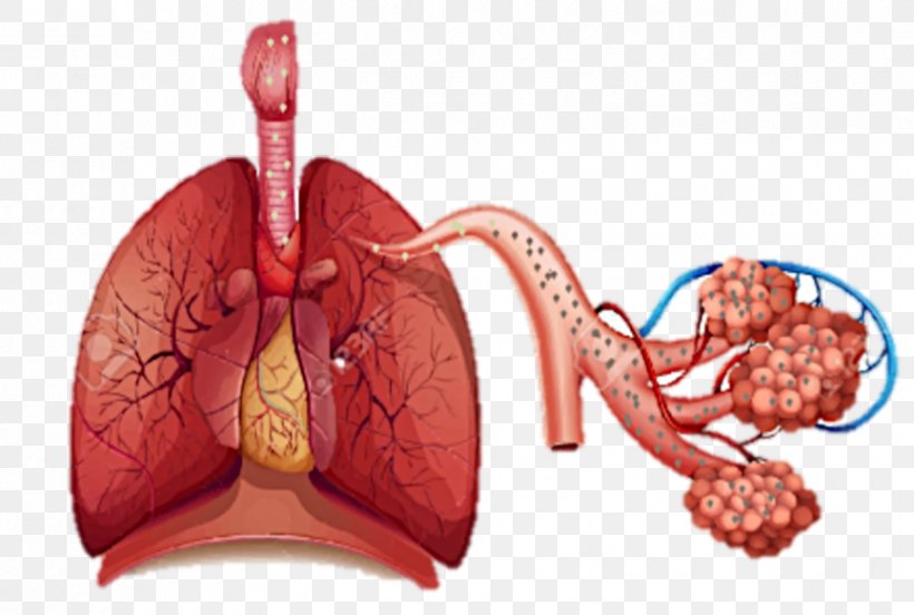 Respiratory System Breathing Respiration Human Body Lung, PNG, 865x583px, Watercolor, Cartoon, Flower, Frame, Heart Download Free