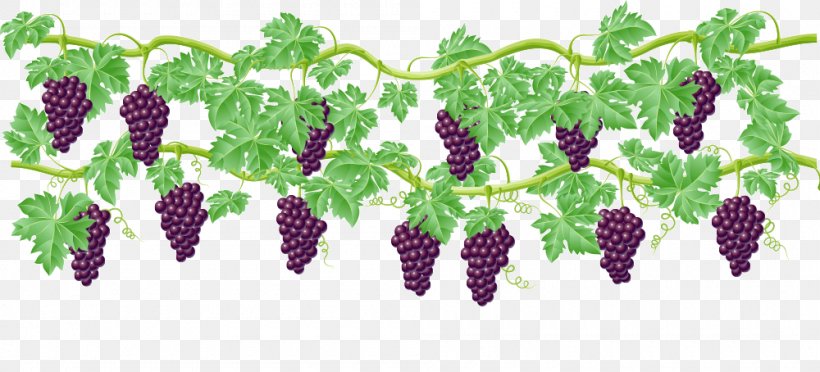 Common Grape Vine Wine Clip Art, PNG, 1000x454px, Grape, Auglis, Common Grape Vine, Flowering Plant, Food Download Free