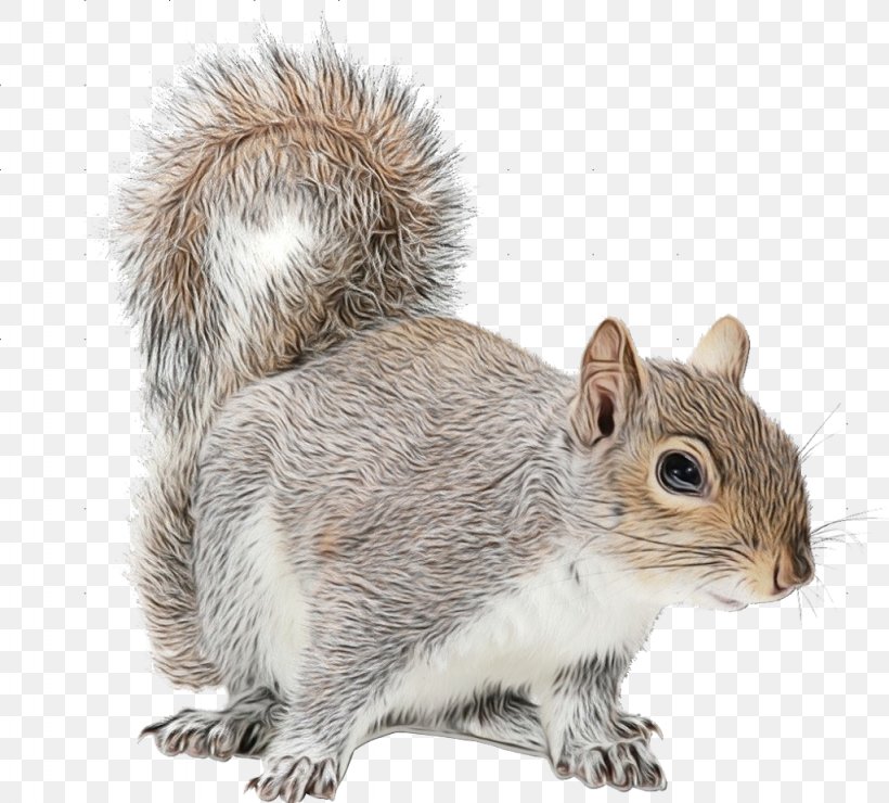 Fox Cartoon, PNG, 1024x925px, Squirrel, American Red Squirrel, Chipmunk, Douglas Squirrel, Eastern Gray Squirrel Download Free