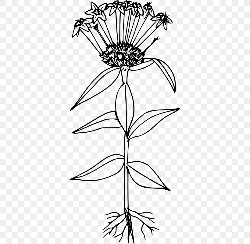 Large-flowered Collomia Line Art Floral Design Drawing, PNG, 364x800px, Line Art, Artwork, Black And White, Branch, Collomia Download Free