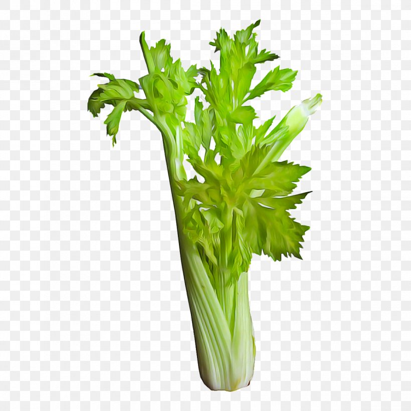 Leaf Background, PNG, 1160x1160px, Celery, Aquarium Decor, Cabbage, Chard, Coriander Download Free