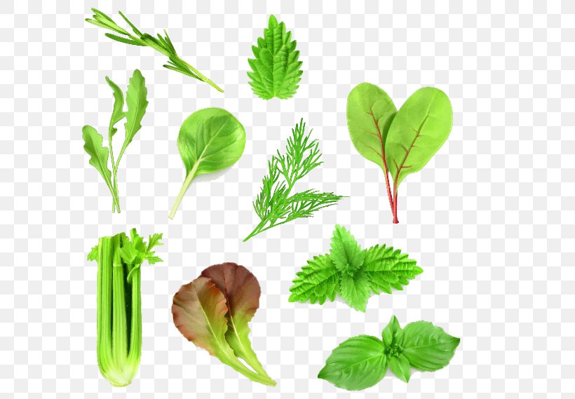 Leaf Vegetable Lettuce Arugula, PNG, 613x569px, Leaf Vegetable, Arugula, Branch, Grass, Herb Download Free