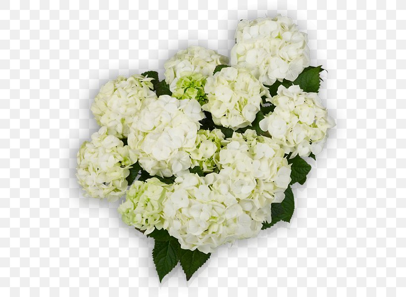 Plant French Hydrangea Cut Flowers You+Me, PNG, 600x600px, Plant, Annual Plant, Cornales, Cut Flowers, Floral Design Download Free