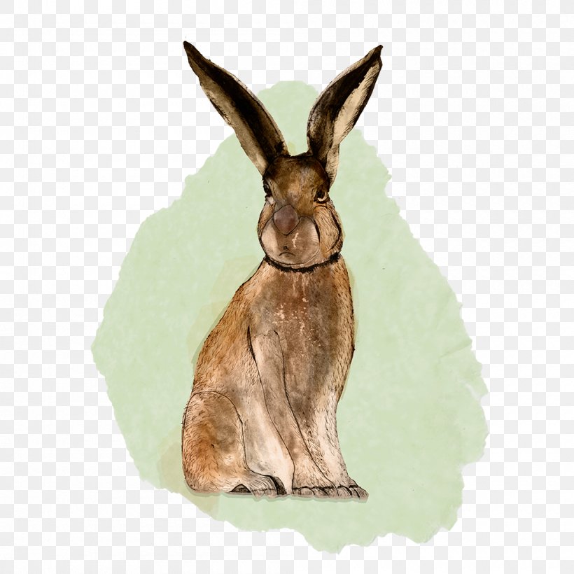 Domestic Rabbit Hare Macropodidae Wildlife, PNG, 1000x1000px, Domestic Rabbit, Animal, Fauna, Hare, Macropodidae Download Free