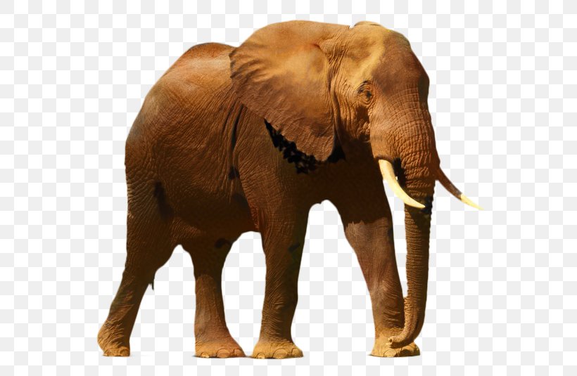 Elephant Drawing Illustration Image, PNG, 599x535px, Elephant, African Elephant, Animal Figure, Book, Cartoon Download Free