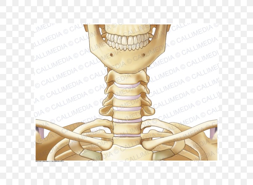 Joint Skeleton Bone Neck Anatomy, PNG, 600x600px, Watercolor, Cartoon, Flower, Frame, Heart Download Free