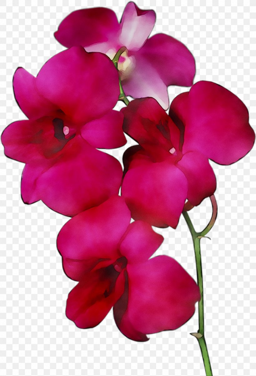 Moth Orchids Cut Flowers Pink M Herbaceous Plant, PNG, 1034x1516px, Moth Orchids, Botany, Cut Flowers, Dendrobium, Flower Download Free