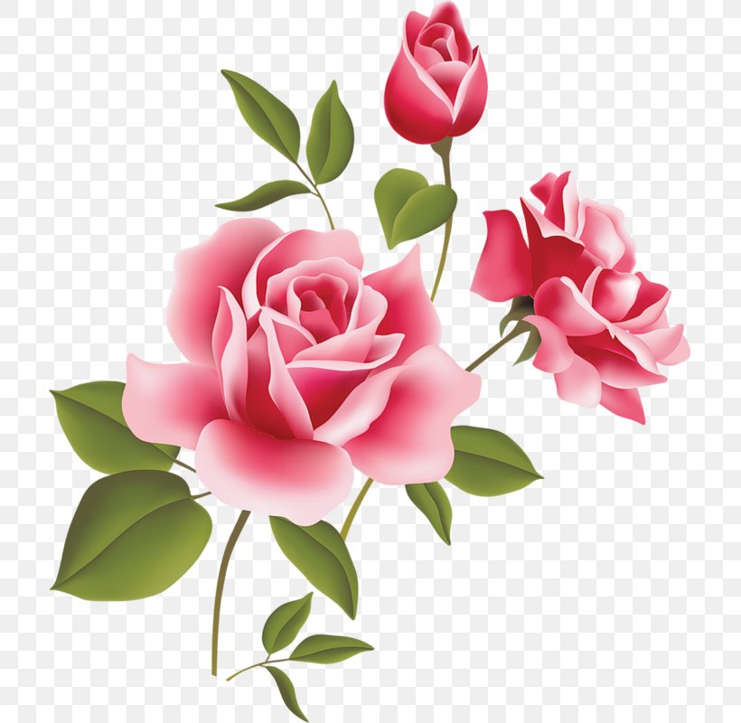 Rose Pink Clip Art, PNG, 711x800px, Rose, Artificial Flower, Blog, Cut Flowers, Floral Design Download Free