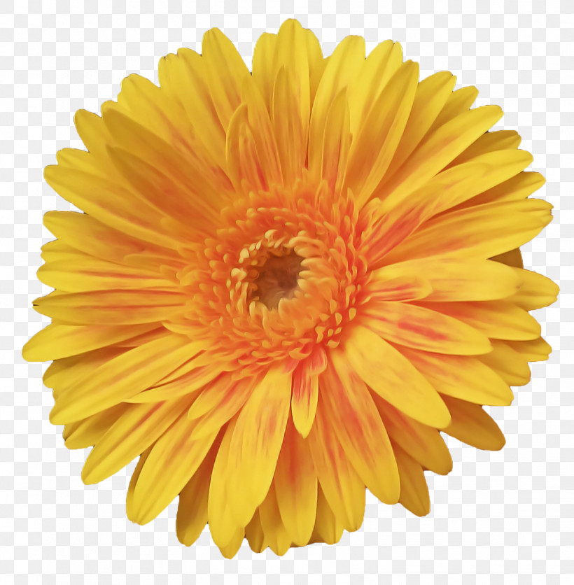 Artificial Flower, PNG, 1569x1600px, Barberton Daisy, Annual Plant, Artificial Flower, Asterales, Calendula Download Free