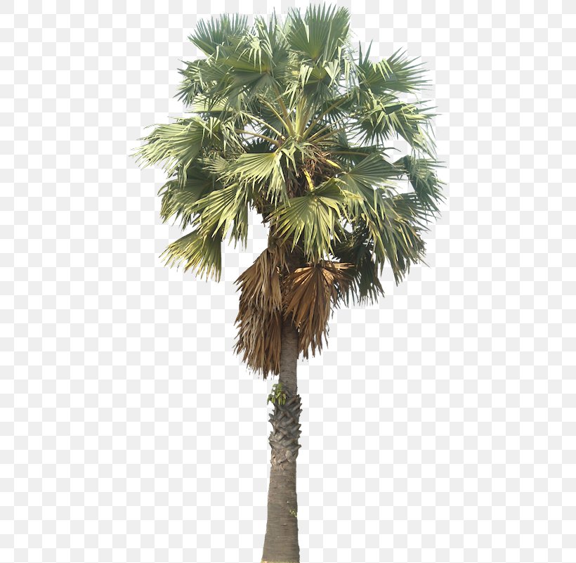 Asian Palmyra Palm Mexican Fan Palm Arecaceae Wodyetia, PNG, 453x801px, Asian Palmyra Palm, Areca Nut, Arecaceae, Arecales, Attalea Speciosa Download Free