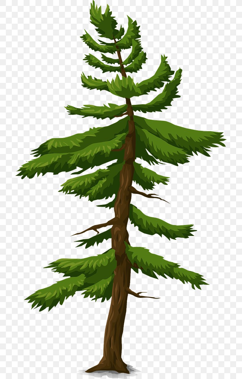 Fir Spruce Information Tree Pine, PNG, 716x1280px, Fir, Branch, Conifer, Conifers, Evergreen Download Free