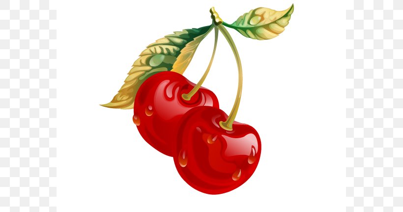 Cherry Clip Art Drawing Image, PNG, 589x431px, Cherry, Bell Peppers And Chili Peppers, Berry, Bing Cherry, Chili Pepper Download Free