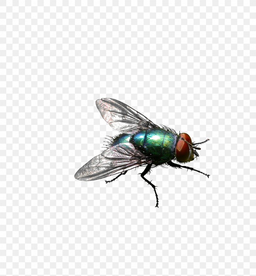 Insect Housefly Stable Fly Pest Control, PNG, 2247x2423px, Insect ...