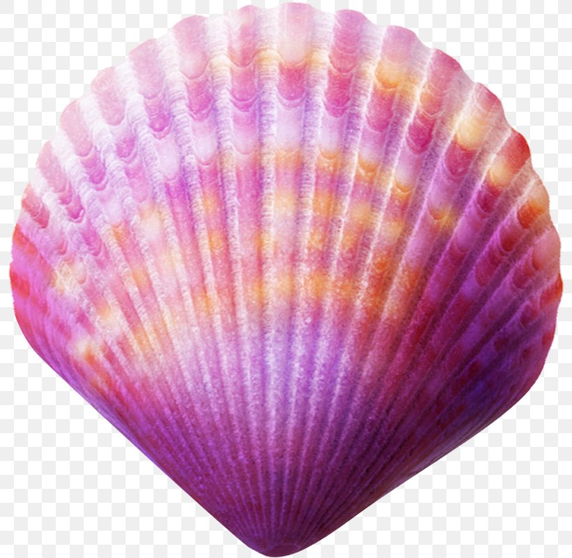 Seashell Purple Clip Art, PNG, 800x799px, Seashell, Blue, Color, Google Images, Magenta Download Free