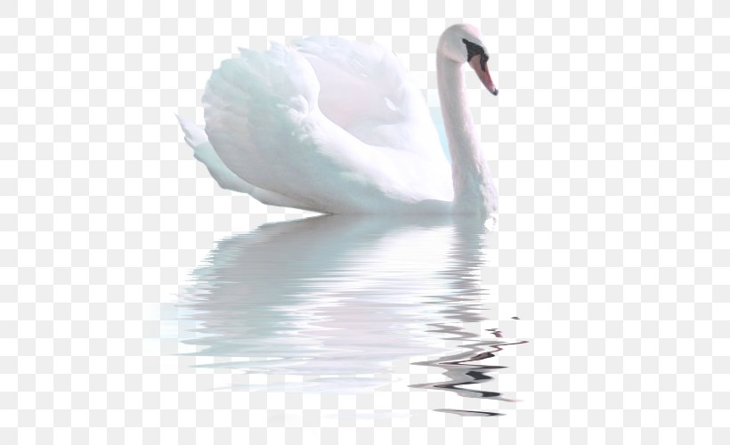 Cygnini Water Stock Photography Beak, PNG, 500x500px, Cygnini, Beak, Bird, Ducks Geese And Swans, Feather Download Free