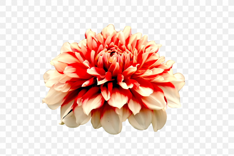 Dahlia Floristry Cut Flowers Chrysanthemum Petal, PNG, 1920x1280px, Dahlia, Biology, Chrysanthemum, Cut Flowers, Floristry Download Free