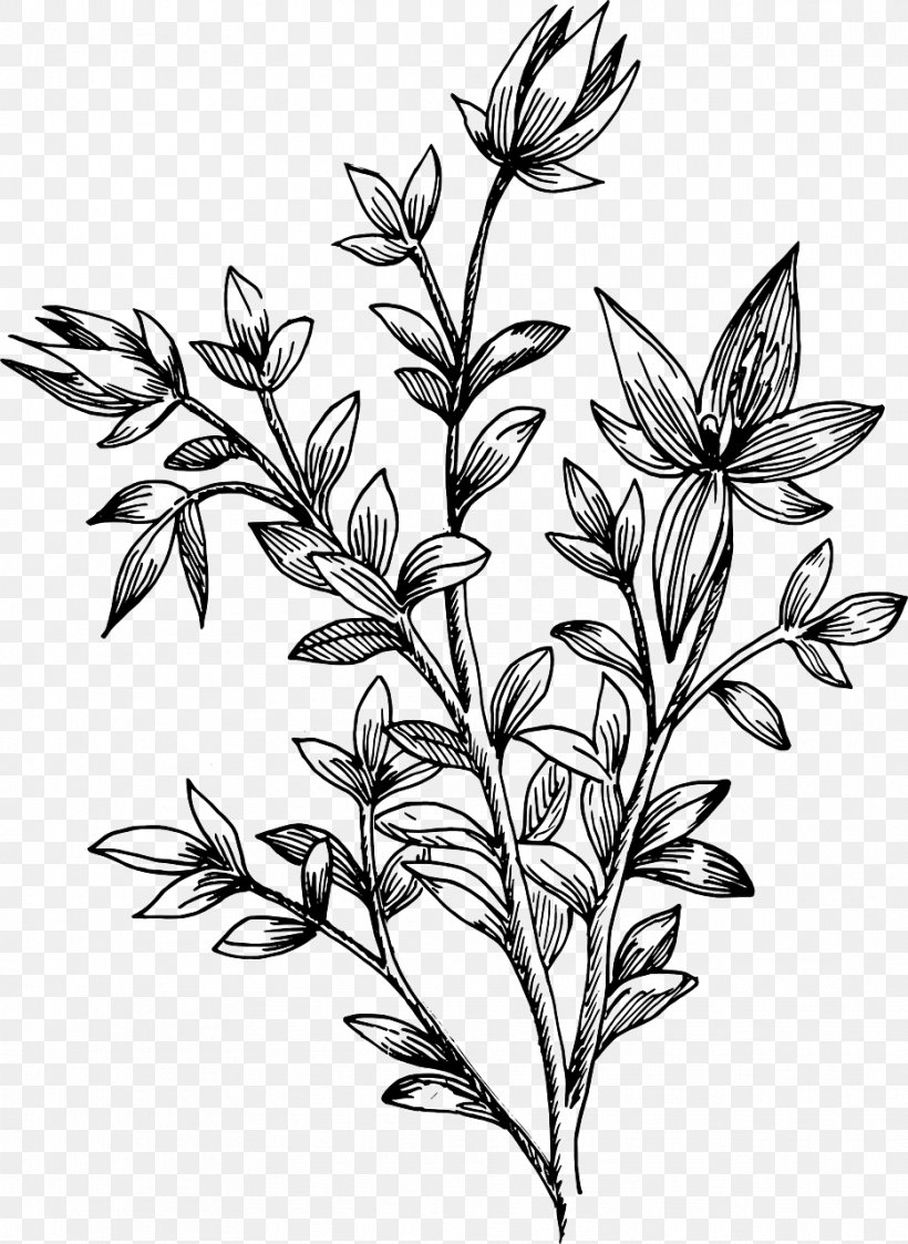 Drawing Leaf Flower, PNG, 934x1280px, Drawing, Art, Biology, Black And White, Botany Download Free