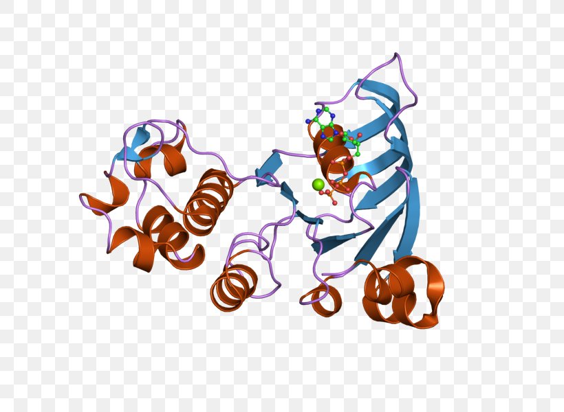 ABCC1 Food Multiple Drug Resistance Clip Art, PNG, 800x600px, Food, Animal, Function, Gene, Homo Sapiens Download Free