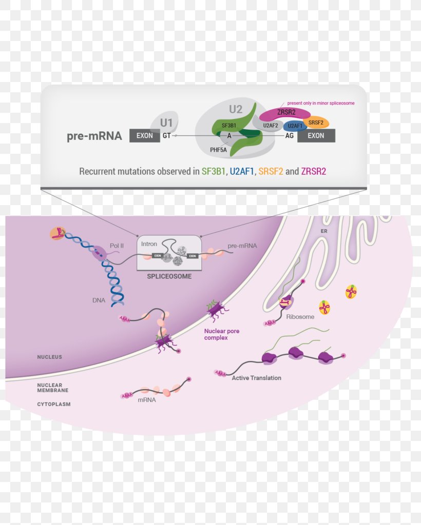 Cell Physiology Transformation Genome, PNG, 814x1024px, Cell, Acute Myeloid Leukemia, Brand, Cancer, Cancer Cell Download Free
