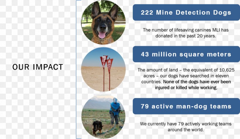 Detection Dog Animal Marshall Legacy Institute, PNG, 1024x594px, Dog, Animal, Detection Dog, Donation, Government Download Free