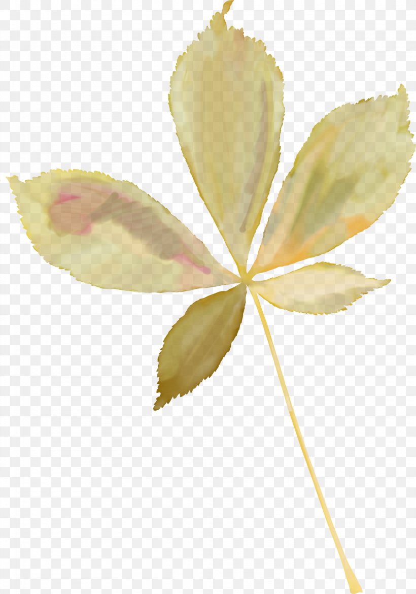 Leaf Petal Photography Clip Art, PNG, 1822x2600px, Leaf, Branch, Chestnut, Flower, Megabyte Download Free