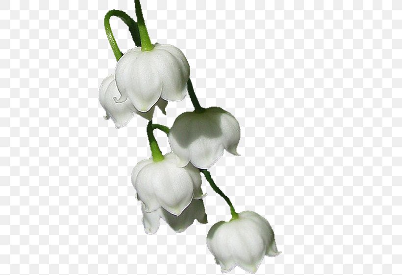 Lily Of The Valley Drawing Flowering Plant, PNG, 502x562px, Lily Of The Valley, Blog, Cut Flowers, Drawing, Flower Download Free