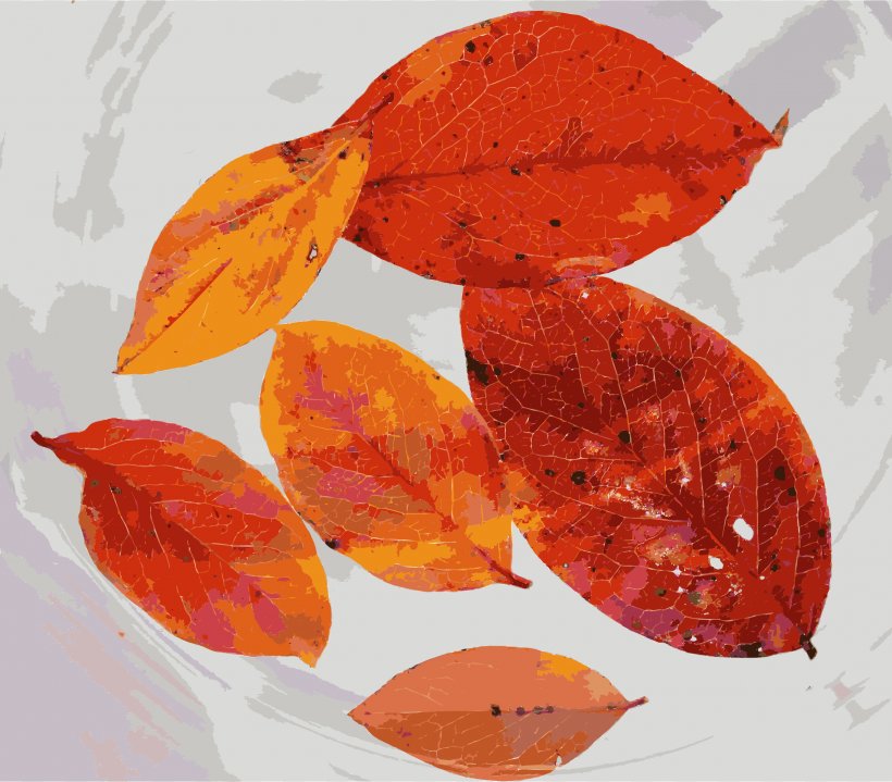 Autumn Leaf Color Tree, PNG, 2400x2106px, Leaf, Autumn, Autumn Leaf Color, Color, European Beech Download Free
