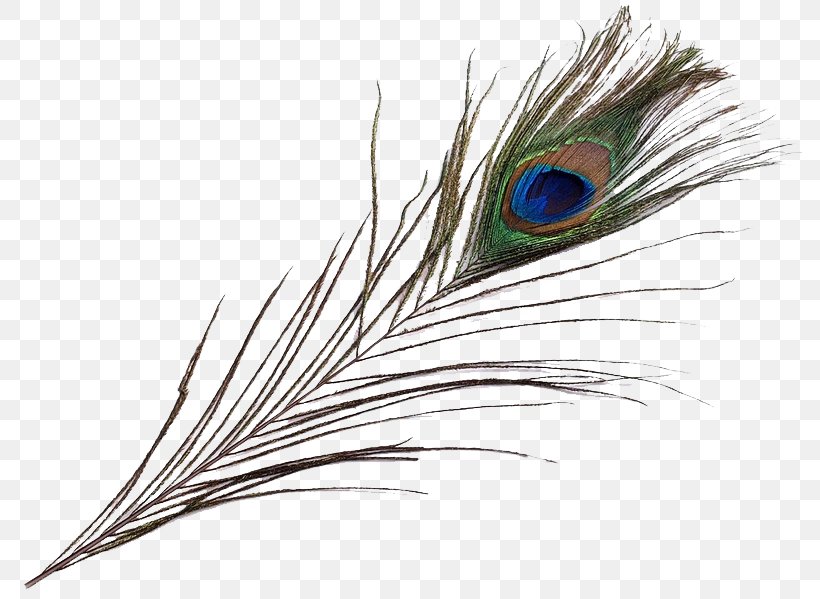 Feather Pavo Asiatic Peafowl Bird Beak, PNG, 795x599px, Feather, Allegro, Asiatic Peafowl, Auction, Beak Download Free