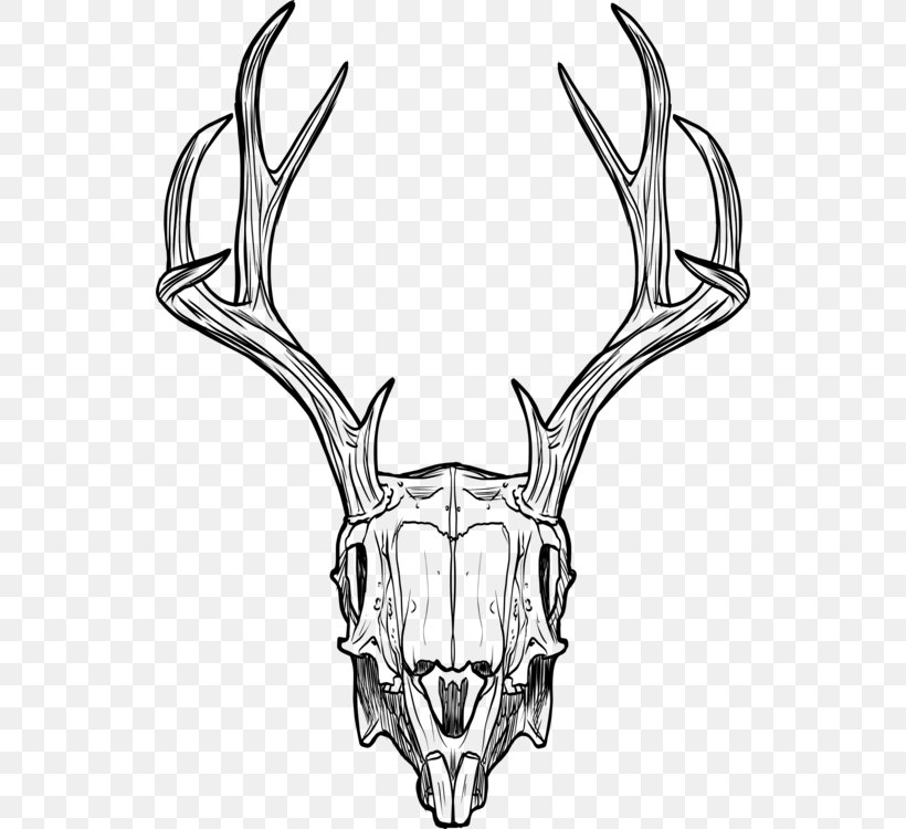 Horn Antler Line Art Snout Bone, PNG, 538x750px, Horn, Antler, Bone, Deer, Elk Download Free