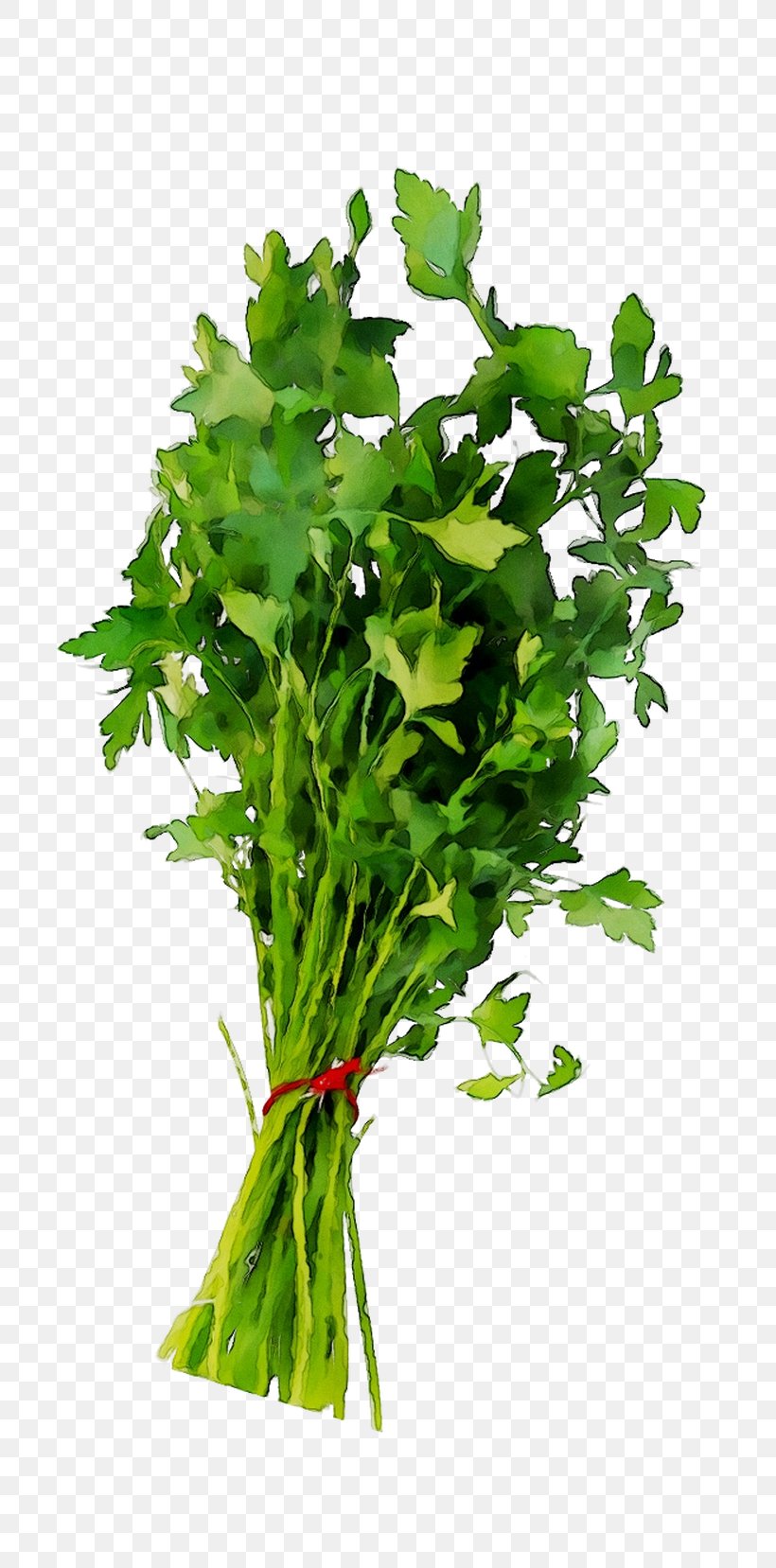Parsley Spring Greens Coriander Leaf Rapini, PNG, 725x1657px, Parsley, Annual Plant, Arugula, Celery, Chinese Celery Download Free