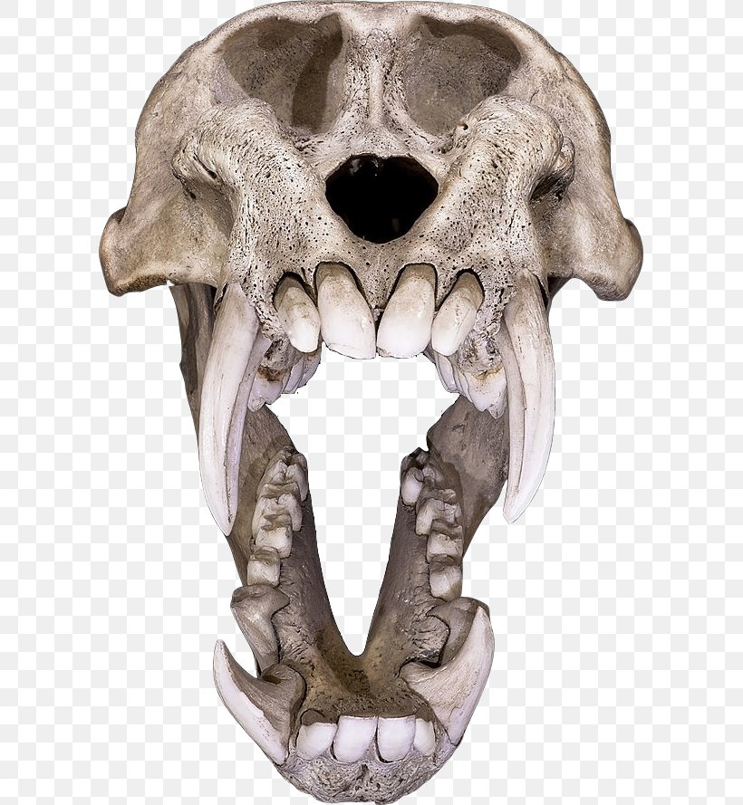 Skull Art Skeleton Human Skull Symbolism Ape, PNG, 601x889px, Skull, Ape, Art, Bone, Death Download Free