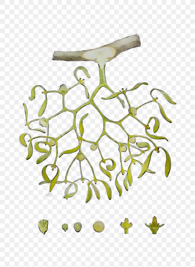 Twig Plant Stem Leaf Flower Product Design, PNG, 1098x1505px, Twig, Body Jewellery, Flower, Human Body, Jewellery Download Free