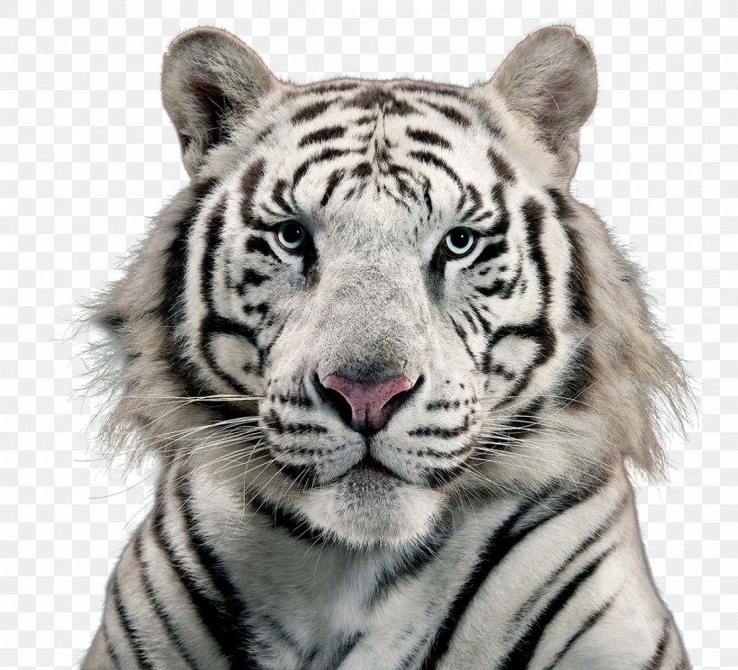 White Tiger Bengal Tiger, PNG, 1200x1089px, Siberian Tiger, Animal, Animal Track, Big Cats, Carnivoran Download Free