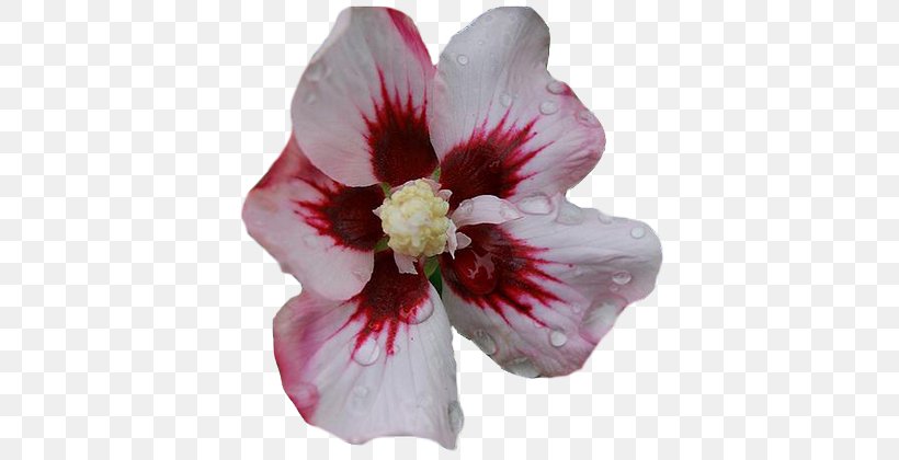 Hibiscus Rosaceae Rose Alstroemeriaceae Petal, PNG, 406x420px, Hibiscus, Alstroemeriaceae, Flower, Flowering Plant, Herbaceous Plant Download Free