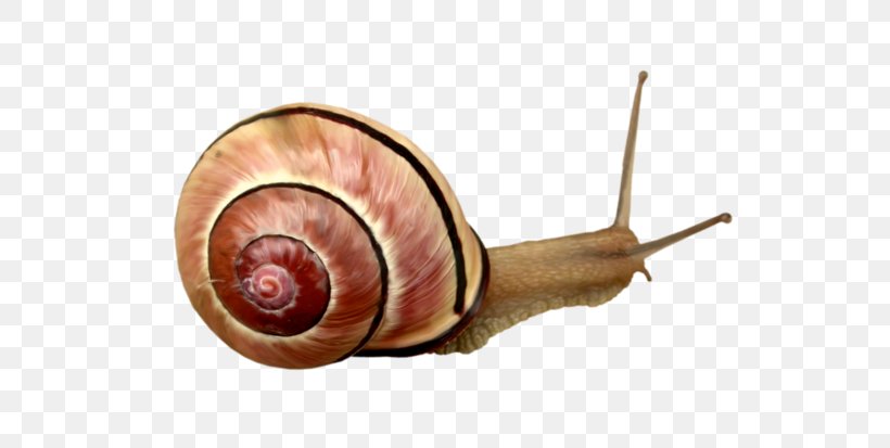 Snail Orthogastropoda Escargot, PNG, 658x413px, Snail, Escargot, Gastropods, Invertebrate, Molluscs Download Free