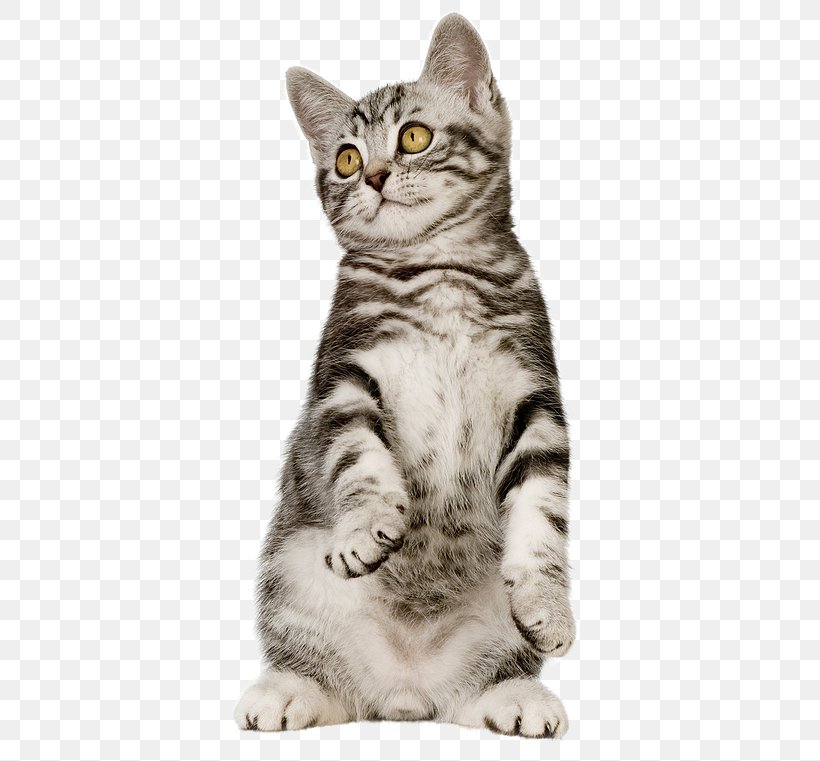 Cat Food Dog Pet, PNG, 460x761px, Cat Food, American Shorthair, American Wirehair, Asian, Australian Mist Download Free