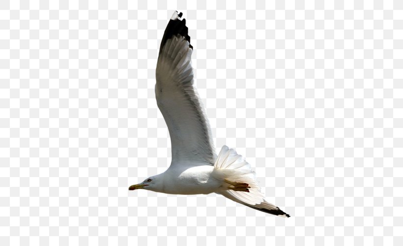 European Herring Gull Gulls Great Black-backed Gull Bird, PNG, 500x500px, European Herring Gull, Animal, Beak, Bird, Charadriiformes Download Free