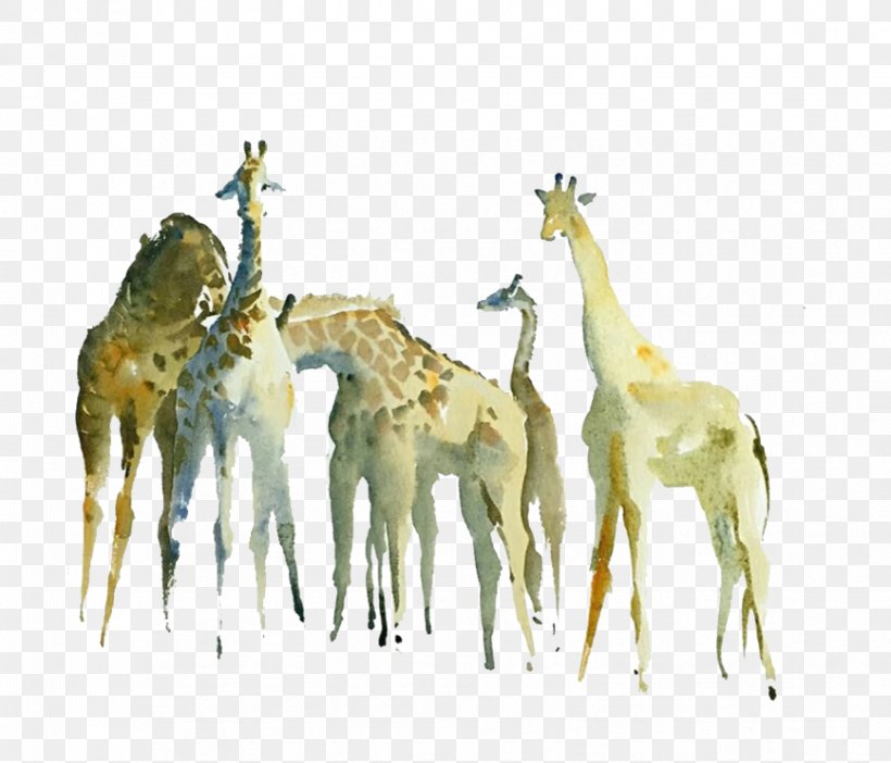 Northern Giraffe Watercolor Painting Drawing, PNG, 867x743px, Northern Giraffe, Animation, Drawing, Fauna, Giraffe Download Free