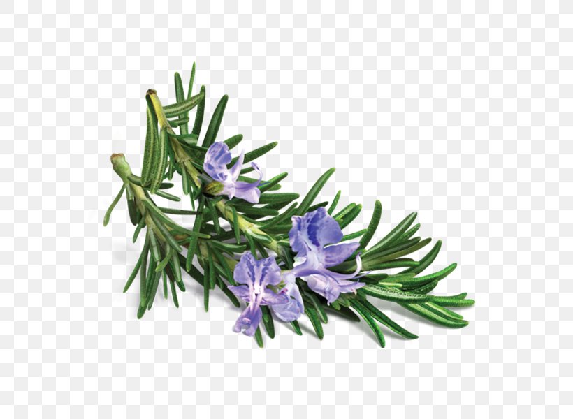 Peppermint Essential Oil Rosemary Lavender, PNG, 600x600px, Peppermint, Almond Oil, Essential Oil, Extract, Flower Download Free