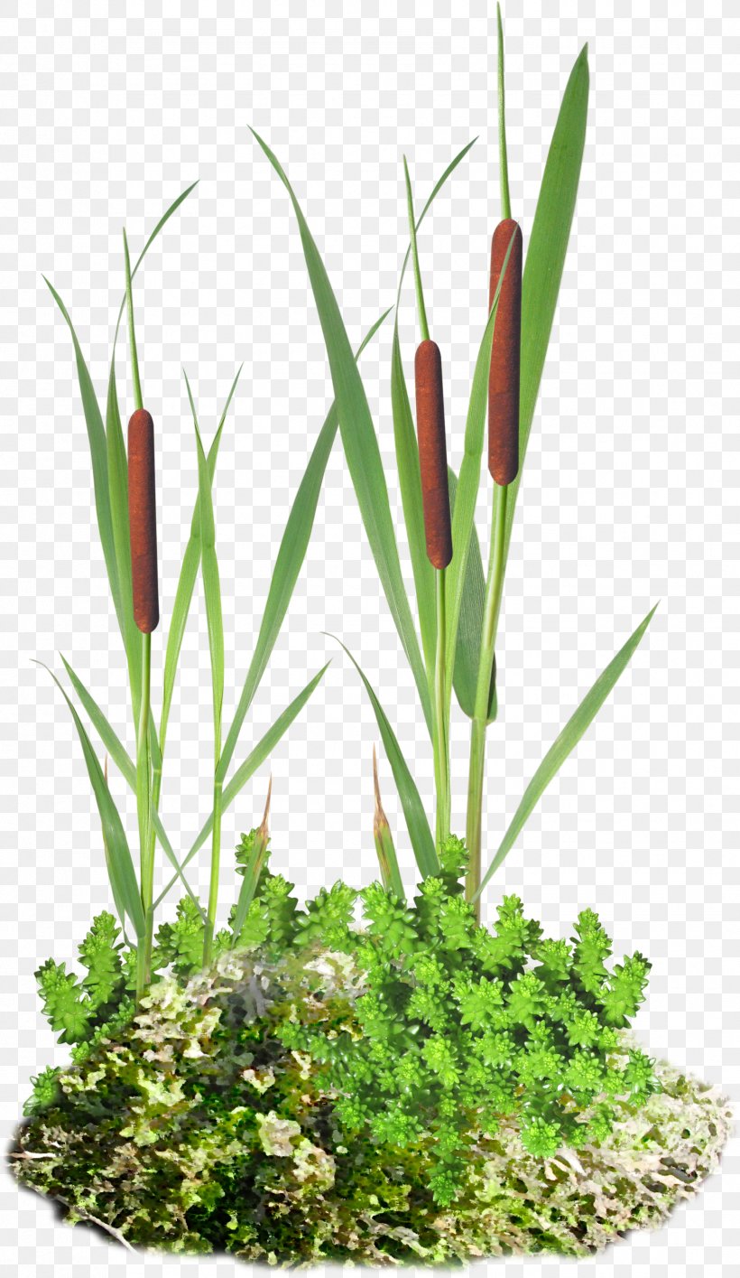 Scirpus Information Cattail Clip Art, PNG, 1709x2950px, 2016, Scirpus, Acorn, Cattail, Digital Image Download Free