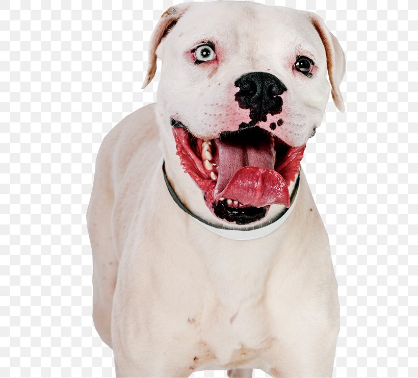American Pit Bull Terrier American Pit Bull Terrier Bulldog Dogo Argentino, PNG, 538x741px, Pit Bull, American Bulldog, American Pit Bull Terrier, Animal, Bull Download Free