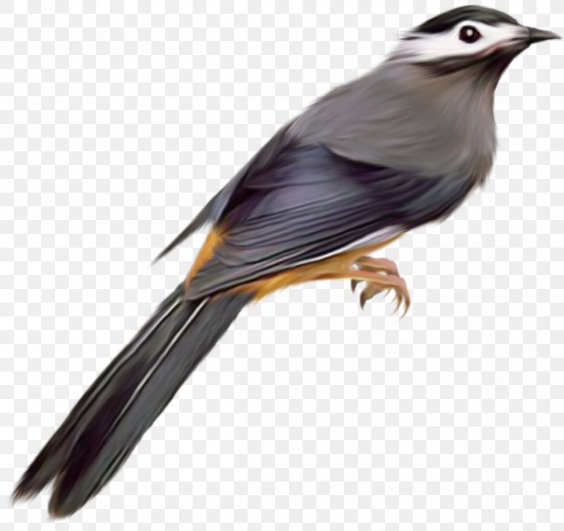 Bird Common Starling Desktop Wallpaper Clip Art, PNG, 1204x1134px, Bird, Beak, Common Starling, Cuculiformes, Emberizidae Download Free