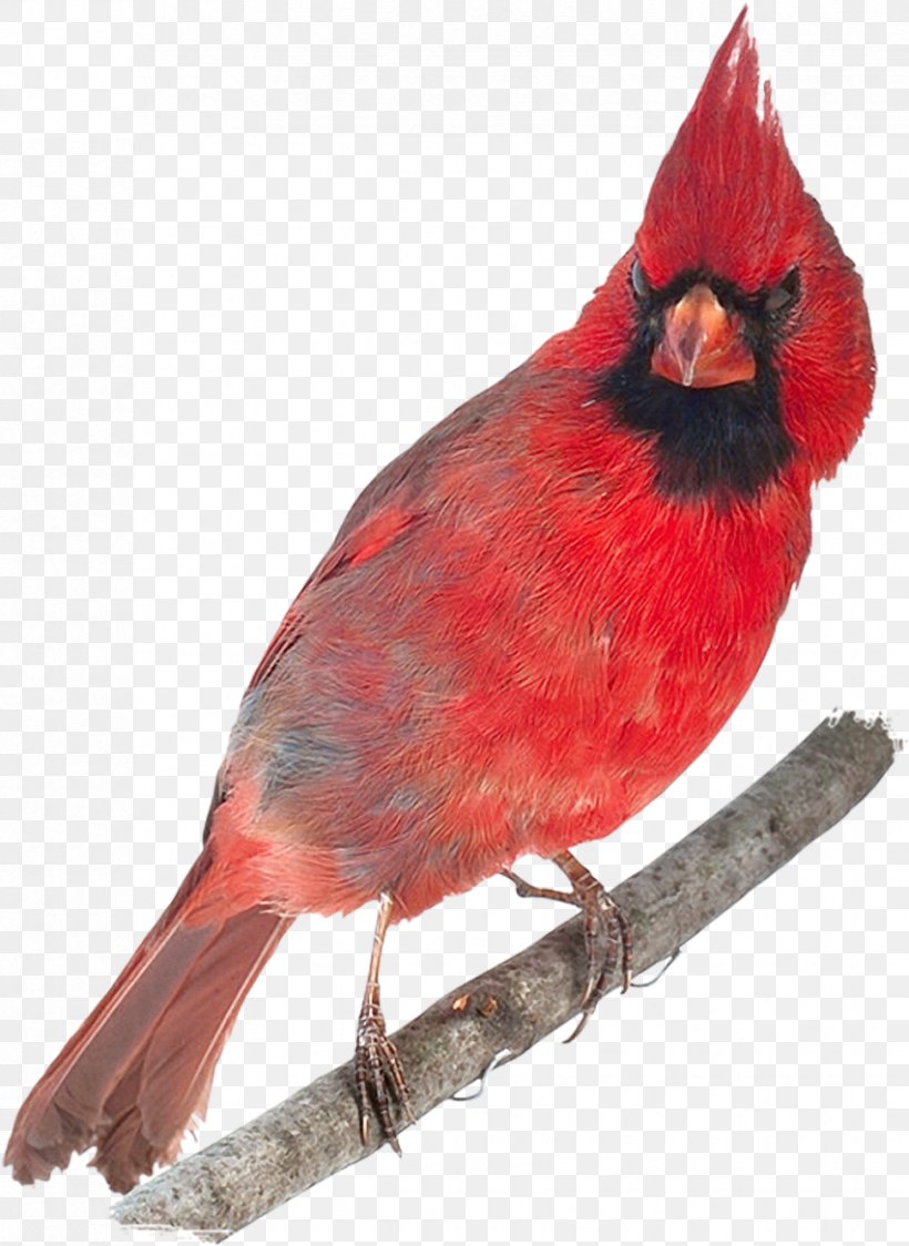 Bird Northern Cardinal 0 Abingdon Feather, PNG, 852x1168px, Bird, Abingdon, Beak, Cardinal, Fauna Download Free