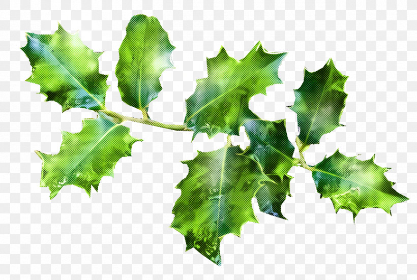 Christmas Holly Ilex Holly, PNG, 1300x874px, Christmas Holly, Black Maple, Christmas, Flower, Holly Download Free